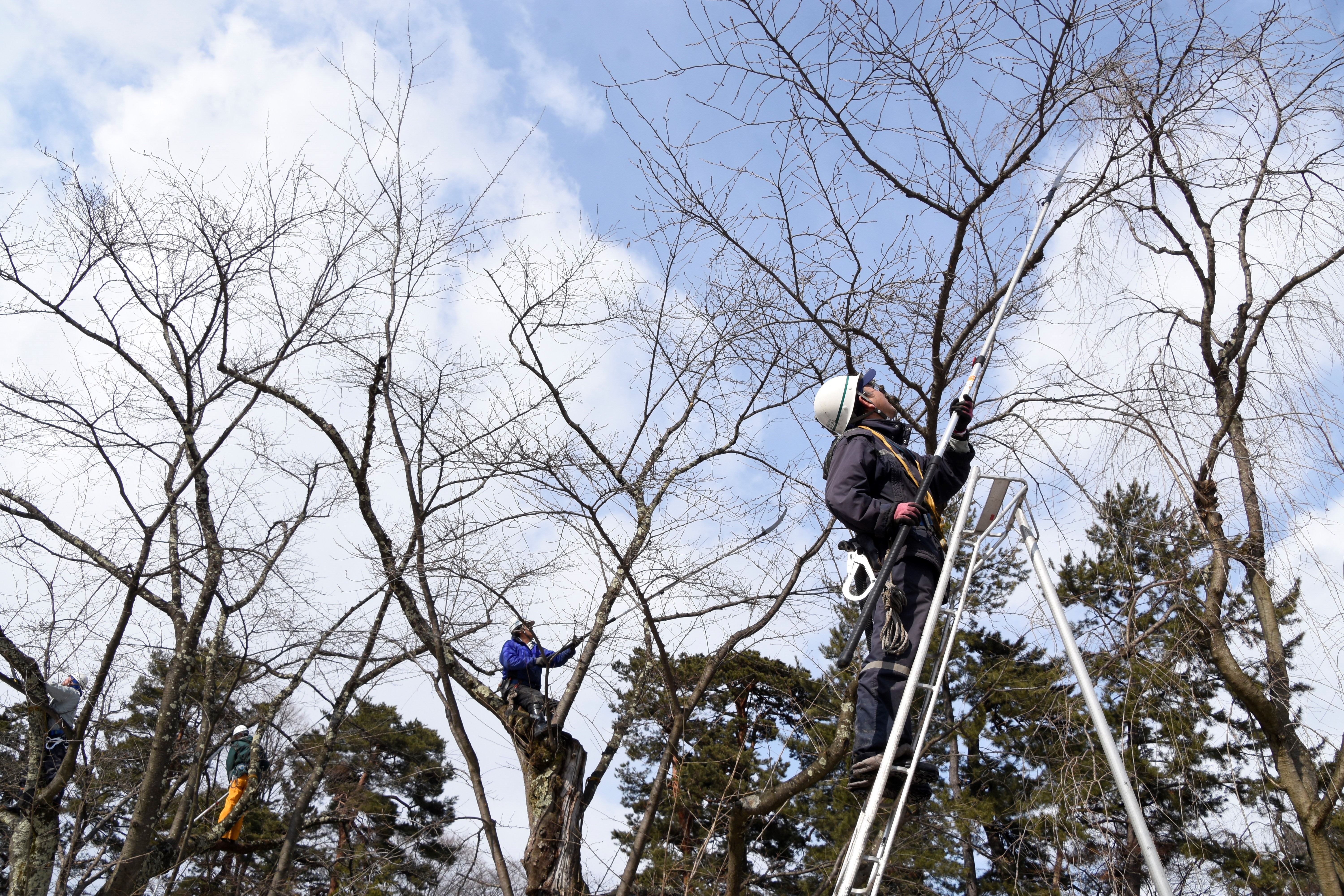 桜の剪定作業が進んでいます（2019.03.01） - いいかも！！弘前 ～弘前シティプロモーションサイト～